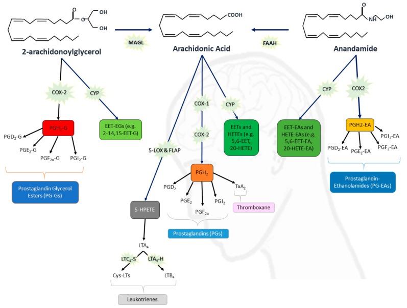 Eicosanoid and endocannabinoid pathways. Arachidonic acid (AA) can be synthesized from 2-arachidonoylglycerol (2-AG) and N-arachidonoyl-ethanolamine (anandamide or AEA) by monoacylglycerol lipase (MAGL) and fatty acid amide hydrolase (FAAH) respectively. Cyclooxygenases (COX-1 and COX-2) enable the conversion of 2-AG, AA and AEA into PGH2-Gs (prostaglandin H2-glycerol ester), PGH2 (prostaglandin H2), and PGH2-EA (prostaglandin H2-ethanolamide) respectively; the various enzyme systems that then convert these precursor molecules into prostanoids (e.g., PGE2-EA) are not shown in this diagram. Five-lipoxygenase activating protein (FLAP) enables 5-LOX enzyme to convert AA into 5-hydroperoxyeicosatetraenoic acid (5-HPETE) that rapidly dehydrates to form leukotriene A4 (LTA4). LTA4 is then converted into LTC4 by LTC4-synthase (LTC4-S) and into LTB4 by LTA4-hydrolase (LTA4-H). LTC4 can be further converted into additional cysteinyl-leukotrienes (Cys-LTs) LTD4 and LTE4 by other enzymes not depicted in this diagram [27]. A variety of cytochrome P450 (CYP) epoxygenases and hydrolases that are detailed in other reviews [28,29] catalyze the conversion of the endocannabinoids into epoxyeicosatrienoic acids (EETs), hydroxyeicosatetraenoic acids (HETEs), 2-11,12-epoxyeicosatrienoic glycerol (EET-Gs), epoxyeicosatrienoic acid-ethanolamides (EET-EAs), and hydroxyeicosatetraenoic acid-ethanolamides (HETE-EAs).