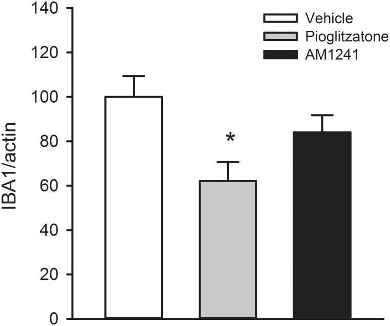 Post-treatment with pioglitazone attenuated the expression of IBA1 mRNA in lesioned cortex.Cortical tissue was collected on day 6. A significant reduction in IBA1 mRNA levels was found in rats receiving pioglitazone treatment (p = 0.023). IBA1 level was not altered by AM1241 treatment (p = 0.227).