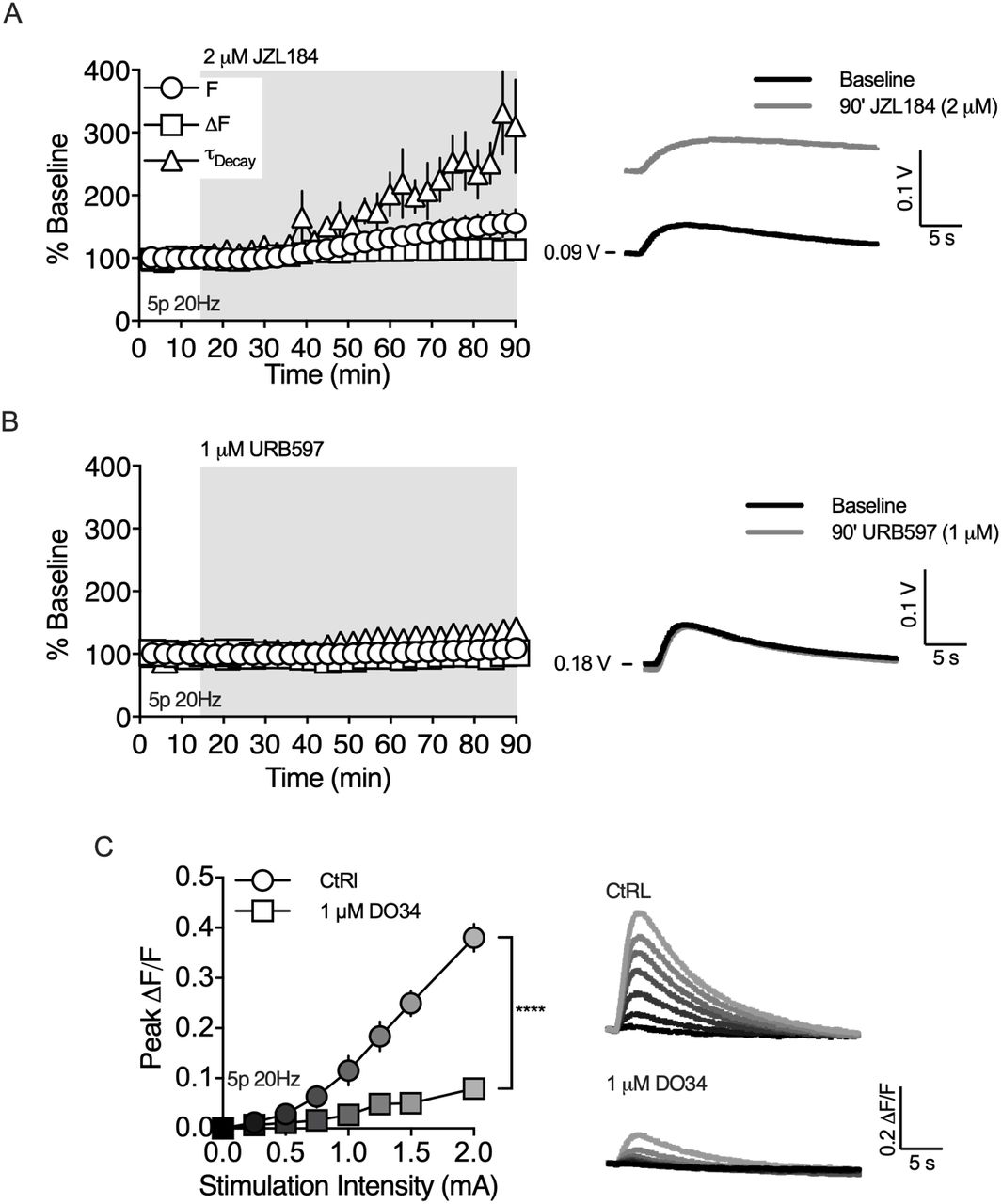 2-AG is the main eCB mobilized by brief synaptic stimulation.A) Bath application of MAGL inhibitor, JZL184, for 75 min prolonged the decay of the evoked eCB transient (n = 5 slices, 1 sample t-test, t(4) = 3.164, p < 0.05) and increased the basal fluorescence (n = 6 slices, 1 sample t-test, t(5) = 2.535, p = 0.052). B) Bath application of the FAAH inhibitor, URB597, for 75 min had no effect on the decay of the evoked eCB transient (n = 5 slices, 1 sample t-test, t(4) = 2.341, p > 0.05) or basal fluorescence (n = 5 slices, 1 sample t-test, t(4) = 1.858, p > 0.05). C) The amplitude of evoked eCB transients was reduced by preincubating slices in the DAGL inhibitor, DO34 (n = 5/6 slices, 2-way RM-ANOVA, Drug: F(1,9) = 48.31, p < 0.0001; Amplitude: F(6,54) = 76.11, p < 0.0001 ; Interaction: F(6,54) = 34.23, p < 0.0001).