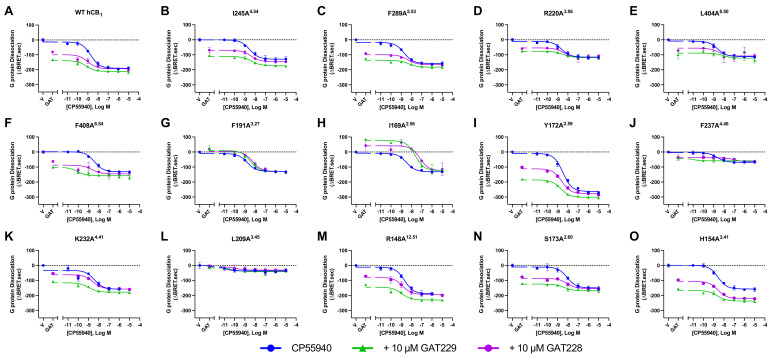 Gαi3 protein dissociation HEK293 cells transiently transfected with WT hCB1 or mutant receptor to investigate allosteric modulation of CP55940. Concentration series of CP55940 alone (blue curves) or in the presence of 10 μM GAT229 (green curve) or 10 μM GAT228 (purple curve) showing Gαi3 protein dissociation in HEK293 cells transiently expressing WT (A), I245A4.54 (B), F289A5.53 (C), R220A3.56 (D), L404A8.50 (E), F408A8.54 (F), F191A3.27 (G), I169A2.56 (H), Y172A2.59 (I), F237A4.46 (J), K232A4.41 (K), L209A3.45 (L), R148A12.51 (M), S173A2.60 (N), or H154A2.41 (O) over a 25 min period. Data are representative of five independent biological replicates and expressed as mean ± SD from technical triplicates within the same assay.