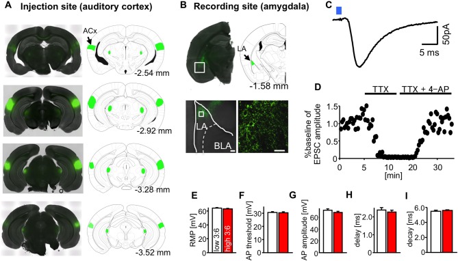 Optogenetic isolation of auditory cortico-amygdala synapses. (A) Images showing the expression of channelrhodopsin-2 and enhanced yellow fluorescent protein (ChR2-EYFP; green) in the injection site auditory cortex (ACx), cellular staining; primary auditory cortex, Au1; ventral ACx, AuV; temporal association cortex, TeA). (B) Images showing the expression of ChR2-EYFP (green) in the recording site (LA, presynaptic puncta) 4–5 weeks after the injection of adeno-associated virus serotype 2 (AAV2)-ChR2-EYFP into the ACx of mice. Scale: 40 μm. (C) A typical light-evoked excitatory postsynaptic current (LE-EPSC) recorded from an LA pyramidal neuron in response to blue light irradiation from a 63× objective lens (blue square, duration of irradiation = 0.5 ms), under whole cell patch clamp recordings at −70 mV. Scale: 5 ms and 50 pA. (D) The similarly elicited LE-EPSC was abolished by the perfusion of tetrodotoxin (TTX) and recovered after additional perfusion with 4-AP. (E–I) The average values for resting membrane potential (RMP) (E), action potential (AP) threshold (F), AP amplitude (G), synaptic delay (H), and synaptic decay time constant (I) in LA neurons in slices from mice fed high and low 3:6 ratio diets. n = 9 for all groups.