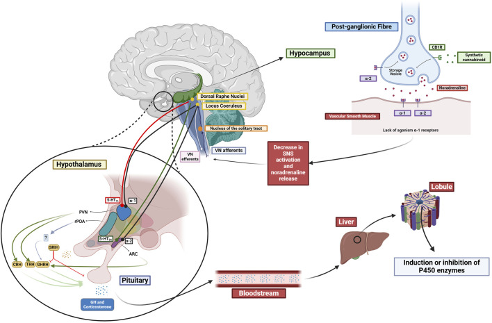 Proposed influence of the different neurotransmitter systems in the regulation of P450 enzymes. Cannabinoids interaction with CB1 receptors influences the modulation of various neurotransmitter systems (NA, DA, 5-HT). Possible hypothalamic influence in the PVN and ARC interfering with the release of several hormones, which, in turn, interact with nuclear receptors (PPARα, GR, PXR, and CAR), thereby affecting the inhibition or induction of P450 enzymes. Created in BioRender (https://BioRender.com/j18d041).