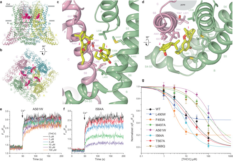 Structure of TRPV6THCV and THCV binding sites.a, b TRPV6THCV structure viewed from the side (a) or top (b), with subunits colored yellow, green, light pink, and cyan. THCV molecules are shown as space-filling models (hot pink) and the two types of sites are labeled. c, d Close-up views of the two THCV binding sites. e, f Representative ratiometric fluorescence measurements of changes in intracellular Ca2+ for HEK 293 GnTI− cells expressing A561W (e) and I564A (f) mutant hTRPV6 channels. The changes in the fluorescence intensity ratio at 340 and 380 nm (F340/F380) were monitored in response to application of 10 mM Ca2+ (arrow) after pre-incubation of cells with various concentrations of THCV. Each experiment was repeated independently four to eight times with similar results. g Concentration–response curves for inhibition of wild-type and mutant TRPV6 channels by THCV. The background subtracted changes in the fluorescence intensity ratio at 340 and 380 nm (F340/F380) evoked by the addition of 10 mM Ca2+ after pre-incubation with various concentrations of THCV were normalized to the maximal change in F340/F380 after addition of 10 mM Ca2+ in the absence of THCV. Data shown as mean ± SEM. Curves through the data points are fits with the logistic equation, with the mean ± SEM values of the half-maximum inhibitory concentration (IC50), 15.4 ± 2.3 µM for WT (n = 8), 2.34 ± 0.32 µM for L490W (n = 8), 2.70 ± 0.23 µM for F493A (n = 4), 97.7 ± 45.2 µM for M497A (n = 4), 133.4 ± 23.6 µM for A561W (n = 4), 7.47 ± 0.41 µM for I564A (n = 4), 11.98 ± 0.70 µM for T567A (n = 4), and 62.1 ± 18.2 µM for L568Q (n = 4). Data for WT is the same as in Fig. 1c. Source data are provided as a Source data file.
