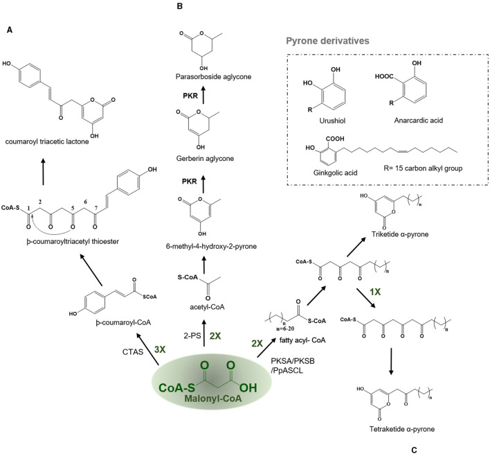 Examples of lactonization type reaction employed by various type III PKSs to produce a variety of polyketide products. Describes the reaction catalyzed by (A) Coumaroyl triacetic acid synthase (CTAS), (B) Pyrone synthase (2-PS), and (C) PKSA (lap6) and PKSB (lap5); PKS, polyketide reductase; PpASCL, anther specific chalcone like synthase.