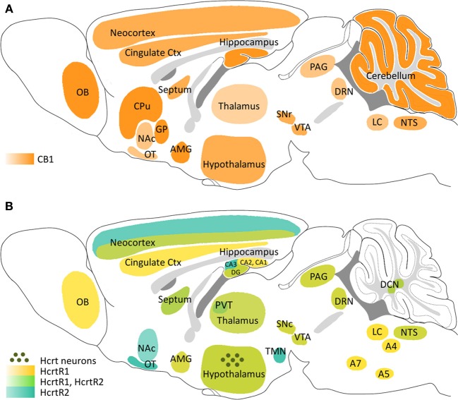 Schematic representation of the main areas expressing CB1, HcrtR1 and HcrtR2 in the mouse brain and location of hypocretinergic neurons. (A) CB1 receptor distribution. (B) HcrtR1 and HcrtR2 distribution and localization of hypocretinergic neurons. A4, A5, A7, pons cell groups; AMG, amygdala; CPu, caudate putamen; Ctx, cortex; DCN, deep cerebellar nuclei; DRN, dorsal raphe nucleus; GP, globus pallidus; LC, locus coeruleus; NAc, nucleus accumbens; NTS, nucleus of the solitary tract; OB, olfactory bulb; OT, olfactory tubercle; PAG, periaqueductal gray; PVT, paraventricular nucleus of thalamus; SNc, substantia nigra pars compacta; SNr, substantia nigra pars reticulata; TMN, tuberomammillary nucleus; VTA, ventral tegmental area.