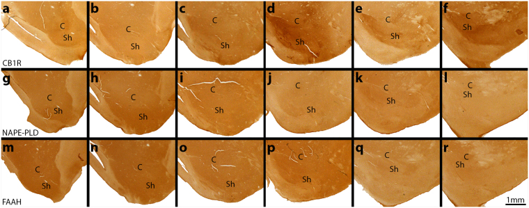 Spatial distribution of CB1R, NAPE-PLD, and FAAH throughout the rostrocaudal extent of the NAc. Coronal serial sections were taken adjacent to the CB stained slices in Fig. 2(a–f) Rostral sections show relatively homogenous staining of CB1R, but there is an increase of staining density in the medial portion of the shell beginning in mid-rostrocaudal sections (c). In (d) and further caudally, the CB1R expression is further increased in the medial shell. It is also noticeably augmented in the core and the ventral shell at these levels. (g–l) NAPE-PLD and (m–r) FAAH distributions remain relatively homogenous across the rostrocaudal extent. Scale bar = 1 mm. C = core; Sh = shell.