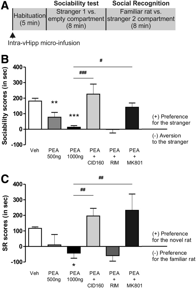 Effect of vHipp PEA infusion on social interaction/recognition tasks. (A) Procedural outline for social interaction and memory social recognition task. The social interaction test started with a 5 min habituation session followed by two consecutive 8 min interaction sessions (sociability and social recognition test, respectively). Intra-vHipp microinfusions were performed immediately before the habituation session. (B) Sociability scores. (C) Social recognition scores. Post hoc comparisons Newman–Keuls. *p<0.05, **p<0.01, ***p<0.01 versus Vehicle (VEH). #p<0.05, ##p<0.01, ###p<0.01 versus other treatments.