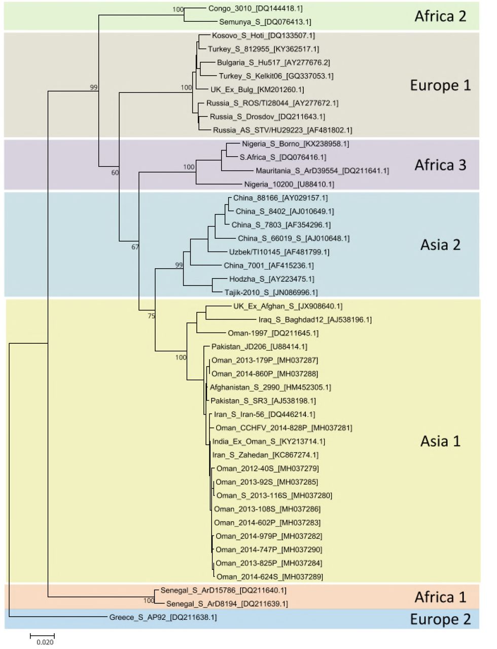 Phylogenetic Tree showing Omani sequences clustering in Asia 1 lineage, with other sequences from the GCC region previously deposited in Genbank.