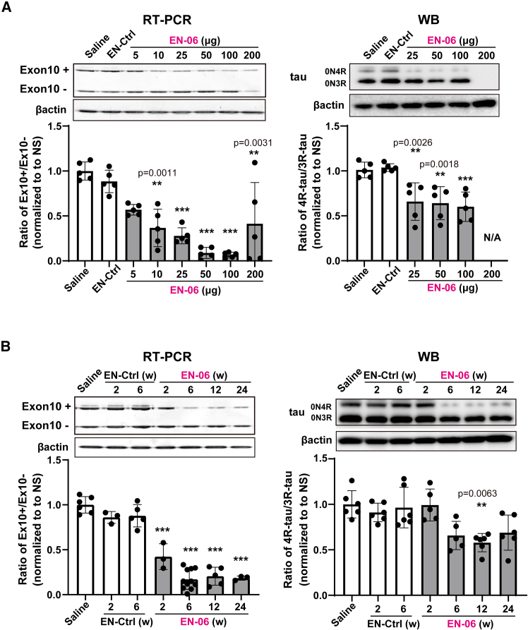 Dose dependence and persistence of EN-06 in humanized tau mice following a single ICV administration(A) Dose-response of EN-06 following a single ICV injection. RT-PCR analysis effects of MAPT exon 10 skipping in the hippocampus were assessed at 6 weeks post-injection (representative images shown in the upper left panel). Quantification of the RT-PCR band intensities (bottom left graph, n = 5 for each; one-way ANOVA). Immunoblot analysis of the same samples (representative images shown in the upper right panel). Quantification of the immunoblot band intensities (bottom right graph, n = 5 for each; one-way ANOVA). (B) Persistence of EN-06 effects of MAPT exon 10 skipping over time in the hippocampus. ICV injection of 6-week-old hTau mice with 50 μg EN-06. The expression levels of 4R-tau and 3R-tau in the hippocampus were analyzed by RT-PCR and immunoblot at 2, 6, 12, and 24 weeks post-injection. Representative RT-PCR gel images are shown in the upper left panel with quantification data shown in the lower left graph. Saline injection for 2 weeks (n = 6); EN-Ctrl - control ASO for 2 weeks (n = 3) and 6 weeks (n = 5); EN-06 for 2 weeks (n = 3), 6 weeks (n = 11), 12 weeks (n = 5), and 24 weeks (n = 3). Representative immunoblot images are shown in the upper right panel with quantification data shown in the lower right graph. Saline injection for 2 weeks (n = 6); EN-Ctrl - control ASO for 2 weeks (n = 6) and 6 weeks (n = 6); EN-06 for 2 weeks (n = 5), 6 weeks (n = 5), 12 weeks (n = 6), and 24 weeks (n = 6). β-actin bands are shown as a loading control. Statistical differences were assessed via one-way ANOVA (∗∗p < 0.01, ∗∗∗p < 0.001). Data are mean ± SD. Ex10+: exon 10-included transcripts; Ex10−: exon 10-skipped transcripts.