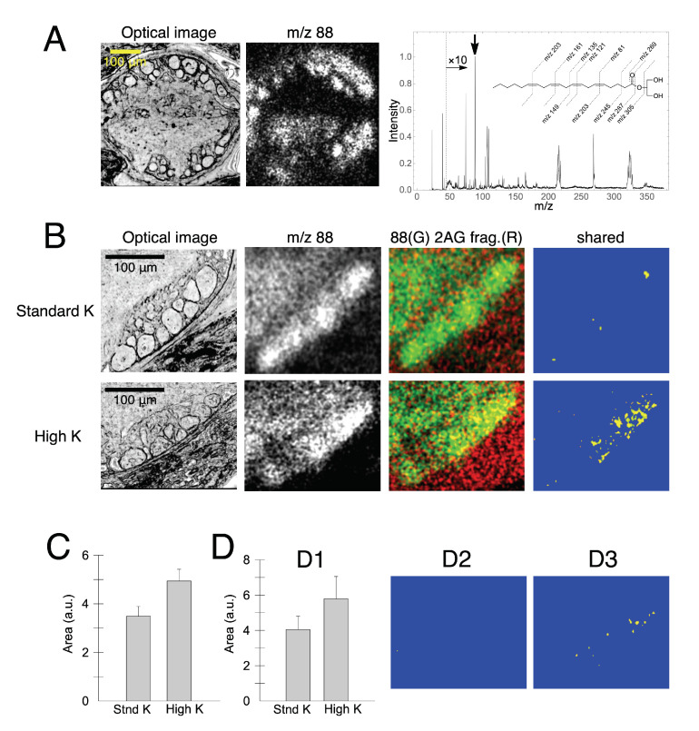 Neuronal localization of putative 2-AG. (A) Unstained optical image of a somatic ganglion (left) and an image of m/z 88 (right). m/z 88 is pointed by an arrow in the mass spectrum. Fragments of 2AG are depicted above the spectrum. (B) Images of 2-AGfragSum (red) and m/z 88 (green) in a standard concentration (3 mM) of potassium (K) (in the upper set of data) and those in a high concentration (30 mM) of K (in the lower set of data). Yellow segments represent the colocalization of 2-AGfragSum (red) and m/z 88 (green). (C) A summary graph indicating an increased localization of putative 2-AG in high K-treated neurons (student t-test, t = 2.358, p = 0.027, N = 12 ganglia in each experiment). (D) Colocalization of m/z 40 (likely calcium) and m/z 88. (D1) A subtle increase of m/z 40 in high K-treated neurons (student t-test, t = 1.157, p = 0.274, N = 6 in each experiment). (D2,D3) Yellow ROIs indicated calcium images in neurons treated with a standard K vs. high K, respectively.