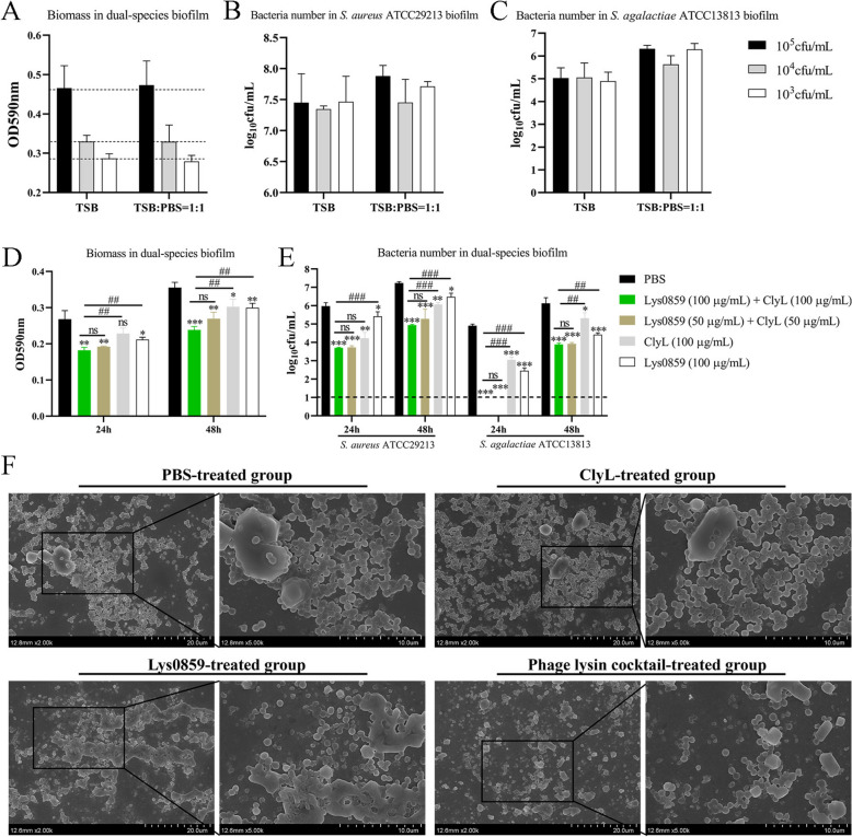 Chimeric lysin ClyL and parental phage lysin Lys0859 were used to treat 24-h- and 48-h-old biofilms formed by S. aureus ATCC29213 and S. agalactiae ATCC13813 coinfection. A–C The optimal conditions for dual-species biofilm formation. A The biomass of dual-species (S. aureus ATCC29213 and S. agalactiae ATCC13813) biofilms formed at 37 °C for 24 h. The viable cell counts of dual-species biofilms of S. aureus ATCC29213 (B) and S. agalactiae ATCC13813 (C) formed at 37 °C for 24 h. D The biomass of dual-species biofilms treated with ClyL, Lys0859, or ClyL + Lys0859 at 37 °C for 2 h. E Viable cell counts of dual-species biofilms treated with ClyL, Lys0859, and ClyL + Lys0859 at 37 °C for 2 h. Significant differences between the PBS groups and the ClyL, Lys0859, and ClyL + Lys0859 groups were determined via Student’s t test (ns P > 0.05, * P < 0.05 ** p < 0.01, and *** P < 0.001). Significant differences between the ClyL + Lys0859 groups and the ClyL and Lys0859 groups were determined via Student’s t test (ns P > 0.05, # P < 0.05, ## P < 0.01, and ### P < 0.001). The error bars represent the standard deviations (SD). F FESEM images of dual-species biofilms (48 h) formed by S. aureus ATCC29213 and S. agalactiae ATCC13813. The dual-species biofilms were treated with PBS, ClyL (100 μg/mL), Lys0859 (100 μg/mL), or the phage lysin cocktail ClyL (100 μg/mL) + Lys0859 (100 μg/mL).