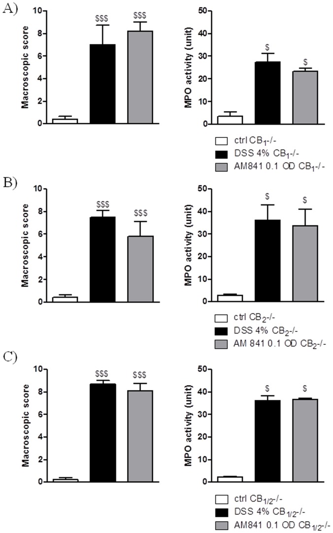 AM841 (0.1 mg/kg, i.p.) injected once daily for 7 days did not alter DSS-induced colitis in (A) CB1-/-, (B) CB2-/- (C) and CB1/CB2-/- mice.Figure shows data for macroscopic score and MPO activity. $p<0.05, $$$p<0.001, as compared with control animals. Data represent means ± SEM, n = 6–8.