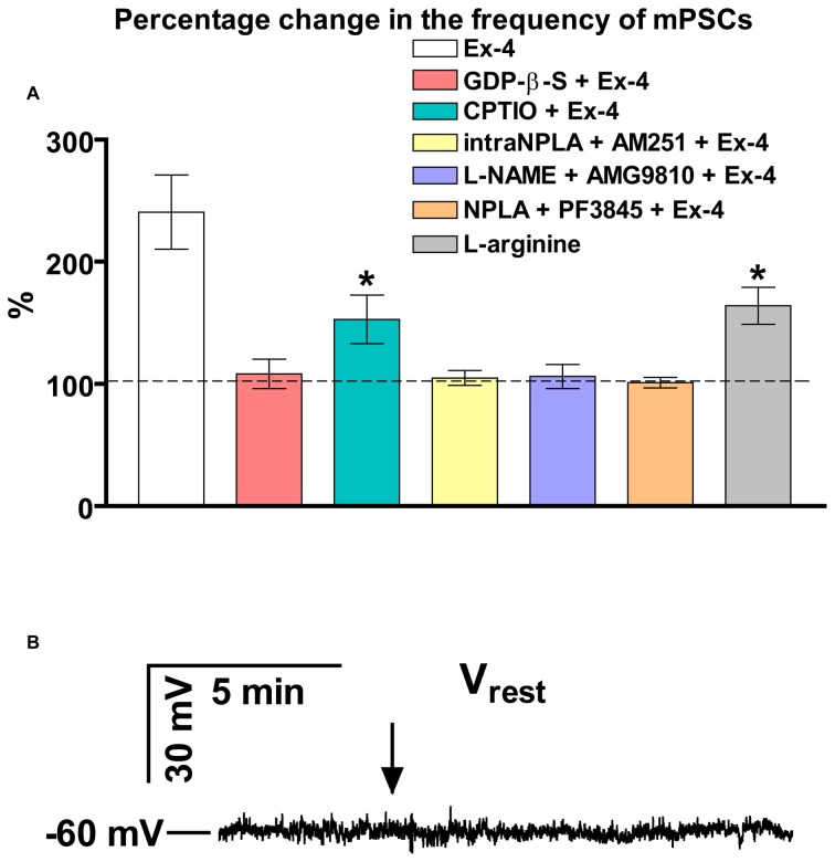 Summary graph of data demonstrating direct action of Exendin-4 and resting potential measurement. (A) Bar graph reveals that elevation of the frequency of mPSCs resulted from direct activation of GLP-1R in GnRH neurons. This action activates a NO-signaling machinery and involves an anandamide-TRPV1-coupled mechanism. The Exendin-4 data were taken from Figure 2 for an easier comparability. (B) Exendin-4 does not affect resting membrane potential (Vrest) in GnRH neurons. Arrow shows onset of the Exendin-4 application. *p < 0.05.
