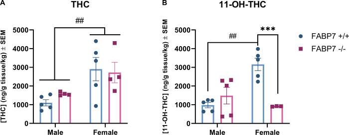 Analysis of exogenous cannabinoids in the brain.Concentration of exogenous cannabinoids in whole brain samples following a 10 min inhalation dose of 5 mg/pad THC in FABP7+/+ and FABP7-/- mice, normalized to subject bodyweight. (A) Females had greater levels of THC in the brain compared to males, regardless of genotype. (B) FABP7+/+ females had increased 11-OH-THC levels compared to FABP7+/+ males. FABP7-/- females had reduced 11-OH-THC levels compared to FABP7+/+ females. #p<0.05 main sex effect, ##p<0.01 sex effect, **p<0.01 genotype effect.