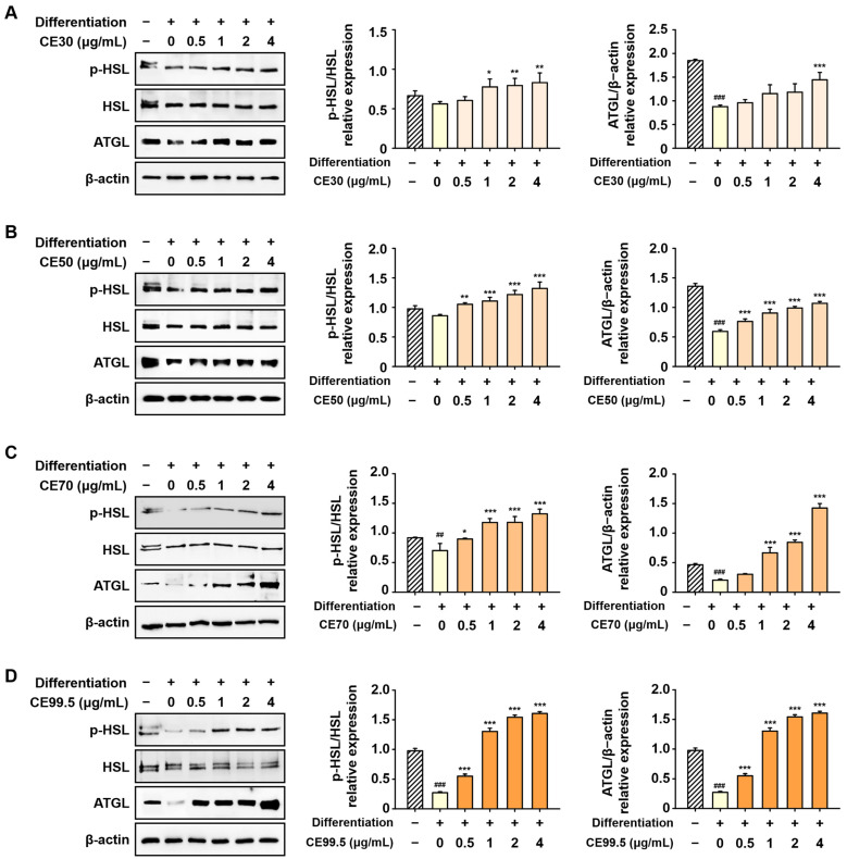Enhancing effects of CE on lipolytic protein expression in 3T3-L1 cells. Protein levels were analyzed via Western blotting. The relative expression levels of HSL were calculated as the ratio of phosphorylated HSL (p-HSL) to total HSL, while ATGL expression was normalized to β-actin. Representative Western blot bands showing p-HSL, total HSL, and ATGL expression following treatment with (A) CE30, (B) CE50, (C) CE70, and (D) CE99.5. Data are presented as mean ± SD (n = 3). Statistical significance: ## p < 0.01 and ### p < 0.001 vs. the control group; * p < 0.05, ** p < 0.01, and *** p < 0.001 vs. the differentiation group. Abbreviations: CE30–99.5, 30–99.5% ethanol extracts of C. sativa, respectively.