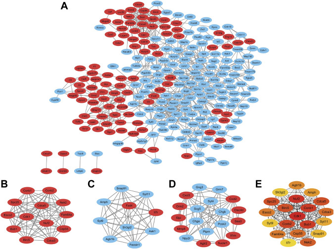 Protein–protein interaction network construction and analysis of differentially expressed genes. (A) Red nodes represent upregulated genes, and blue nodes represent downregulated genes. (B–D) Three significant modules with MCODE score > 5 and top 20 maximal clique centrality (MCC) protein nodes. Three modules extracted from the PPI network. Red nodes indicate upregulated DEGs and green nodes indicate downregulated DEGs. (E) Top 20 candidate genes with maximal clique centrality.