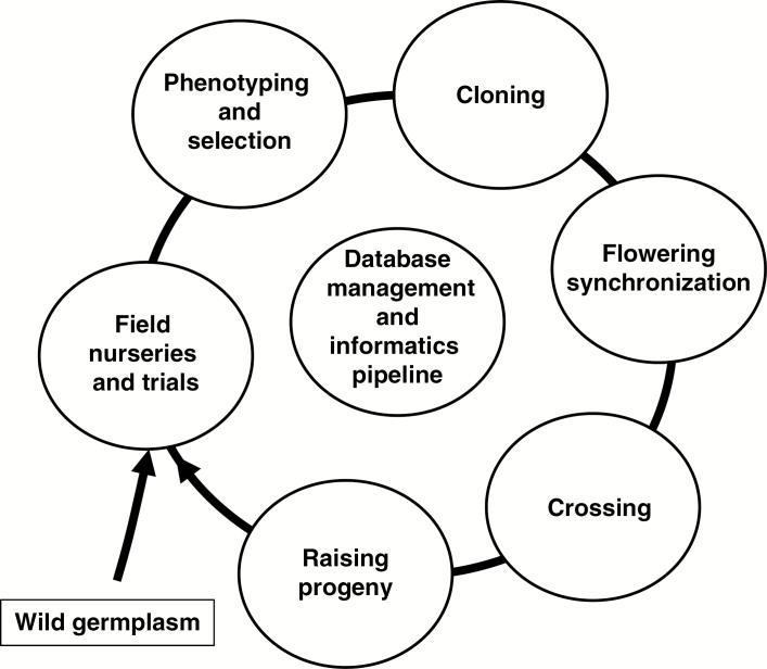 The breeding cycle showing the entry point for the exploitation of novel wild germplasm and the subsequent steps: phenotyping and selection, cloning, flowering synchronization, crossing and raising seedling progeny. The informatics pipeline plays a central role in managing, analysing and visualizing information generated within and between steps.