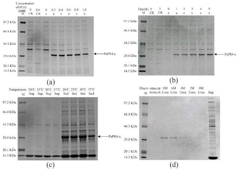 Analysis of the recombinant PaPR4-a protein with SDS-PAGE. M: Protein marker. CK: pET-32a vector expressed in E. coli BL21 (DE3) cells. Sup: supernatant. Sed: sediment. (a) The recombinant PaPR4-a protein was induced to express at 0, 0.2, 0.4, 0.6, 0.8 and 1.0 mM concentrations of IPTG. (b) Expression levels of the recombinant PaPR4-a protein at 0, 1, 2, 3, 4 and 5 h. (c) Induction of expression and detection of solubility of the recombinant PaPR4-a protein at 20 °C, 25 °C, 30 °C and 37 °C. (d) Renaturation and purification of the recombinant PaPR4-a protein.