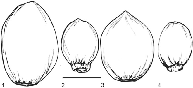 Drawings of modern cannabis seeds, adapted from Small and Cronquist 1976. 1 C. sativa ssp. sativa (hemp cultivar), 2 C. sativa ssp. sativa var. spontanea (narrow leaf hemp type ancestor), 3 C. sativa ssp. indica (drug cultivar), 4 C. sativa ssp. indica var. asperrima/kafiristanica (narrow leaf drug type ancestor), scale bar 2 mm. Note the distinctive protruding caruncle in the shattering wild varieties 2 and 4
