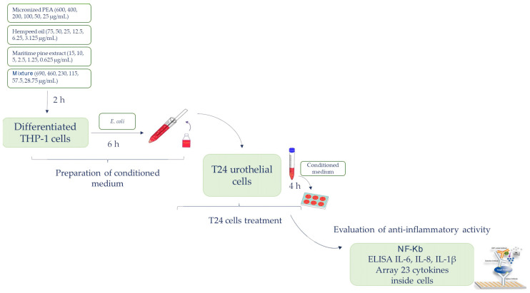 The flow chart illustrating the experimental approach.