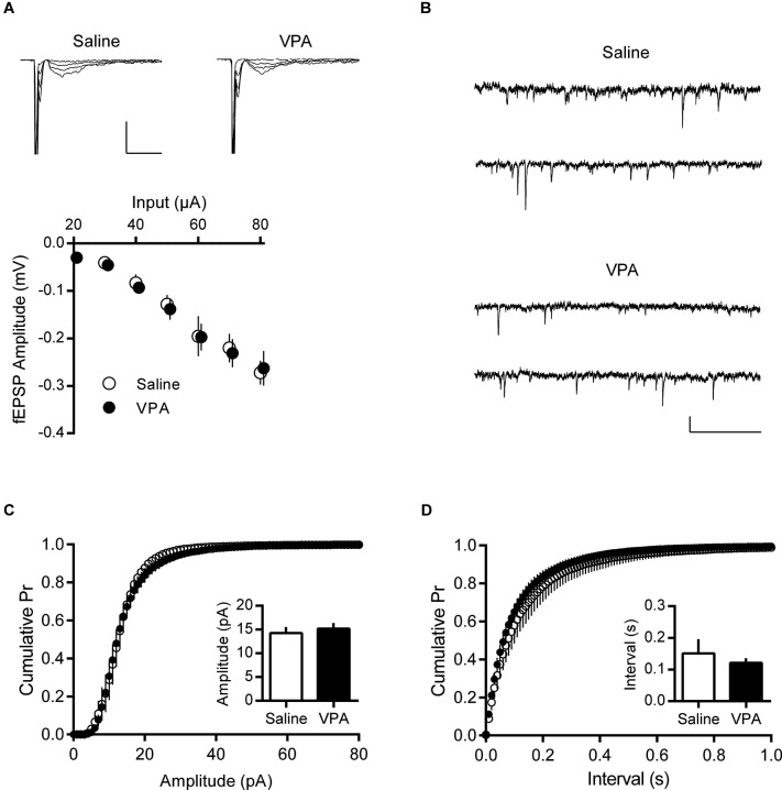 Basal synaptic activity is normal in adult VPA neurons. (A) Input—Output relationships derived from evoked fEPSPs in deep layer mPFC. Sample fEPSP traces from saline and VPA treated rats showing fEPSP change in response to 10 pA stimulation steps (top). Scale bar 10 ms, 0.5 mV. Average fEPSP amplitude from saline and VPA neurons (bottom). (B) Spontaneous EPSCs from pyramidal neurons patch-clamped at −70 mV. Scale bar 0.5 s, 10 pA. (C) Cumulative probability plot of individual spontaneous EPSCs from adult saline and VPA neurons. Average amplitude EPSC from individual animals (insert; Saline, n = 5; VPA, n = 7). (D) Cumulative probability plot of intervals between spontaneous EPSC events from saline and VPA neurons. Average recorded interval between spontaneous events from individual neurons (insert). Data shown as mean ± s.e.m.