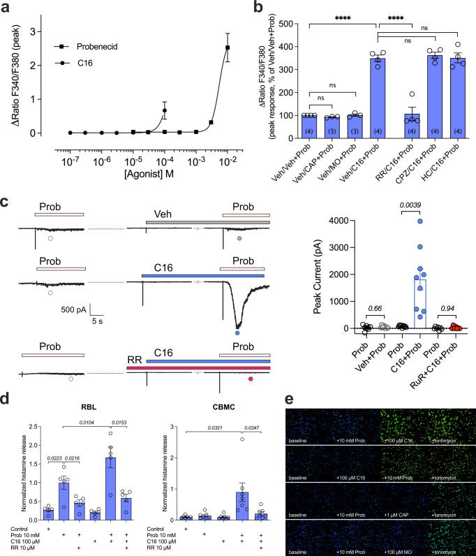 C16 and probenecid are synergistic activators of rat and human mast cells.a Concentration-dependent elevation of [Ca2+]i produced by individual probenecid and Δ9-tetrahydrocannabiorcol (C16) application in RBL-2H3 cells. C16 concentrations tested were limited because of its solubility limit. Data are shown as means ± SEM from three (C16) to four (probenecid) independent experiments performed in duplicate or triplicate. b Preincubation of RBL-2H3 cells with C16 (10 µM), but not capsaicin (CAP, 1 µM) or mustard oil (MO, 100 µM) potentiated the response to probenecid (3 mM). The [Ca2+]i increase induced by C16 and probenecid co-treatment was inhibited by the non-selective TRP antagonist ruthenium red (RR; 100 µM) but not by the TRPV1 antagonist capsazepine (CPZ, 3 µM) or the TRPA1 antagonist HC030031 (HC, 100 µM); one-way ANOVA followed by Sidak’s multiple comparisons test: F6,19 = 64.86; ****P < 0.0001 and ns = not significant (P ≥ 0.9940). Data are shown as means ± SEM from three to four independent experiments, as indicated within parentheses, each performed in triplicate. c As shown by traces from continuous recordings in RBL-2H3 cells (each from a separate cell), preincubation with C16 (10 µM), but not its vehicle (Veh), potentiated the whole-cell current induced by a second application of probenecid (Prob, 10 mM), whereas ruthenium red (RR, 10 µM) prevented probenecid-induced currents. Experiments were recorded in extracellular Ca2+-containing solution. As summarized in the bar graph, the average peak current induced by the second application of probenecid in the presence of C16 (n = 9), but not its vehicle (n = 8) or ruthenium red (n = 7) was significantly larger compared to the peak current induced by the first application of probenecid (P values are given in italics and indicate statistical significance when <0.05; Wilcoxon two-sided matched-pairs test). Data are from independent experiments and shown as means ± SEM. d The combination of probenecid and C16 more effectively triggered a ruthenium red sensitive histamine release from RBL-2H3 (n = 5 independent experiments) and human mast cells (CBMC, n = 7 biologically independent donors) than the application of the individual compounds. Data are shown as means ± SEM, and P values given in italics indicate statistical significance when <0.05; repeated measures one-way ANOVA followed by Sidak’s multiple comparisons test: F1.062,4.249 = 34.60 (RBL) and Student’s two-sided paired t-test (CBMC). e Probenecid combined with C16, but neither capsaicin (CAP) nor mustard oil (MO), increased intracellular calcium in the human mast cell line (HMC-1.2) expressing native TRPV2 (n = 2-3 independent experiments). The calcium ionophore ionomycin (1 μM) was used as positive control. Source data are provided as a Source Data file.