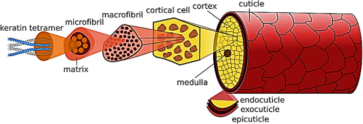 Structural components of hair fiber. This figure has been reproduced from ref. 247 with permission from MDPI, copyright 2016.