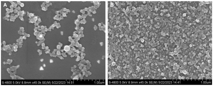 Micromorphology (magnification of 45,000×) of FZP-CBD (A) and NZP-CBD (B) loaded with CBD.