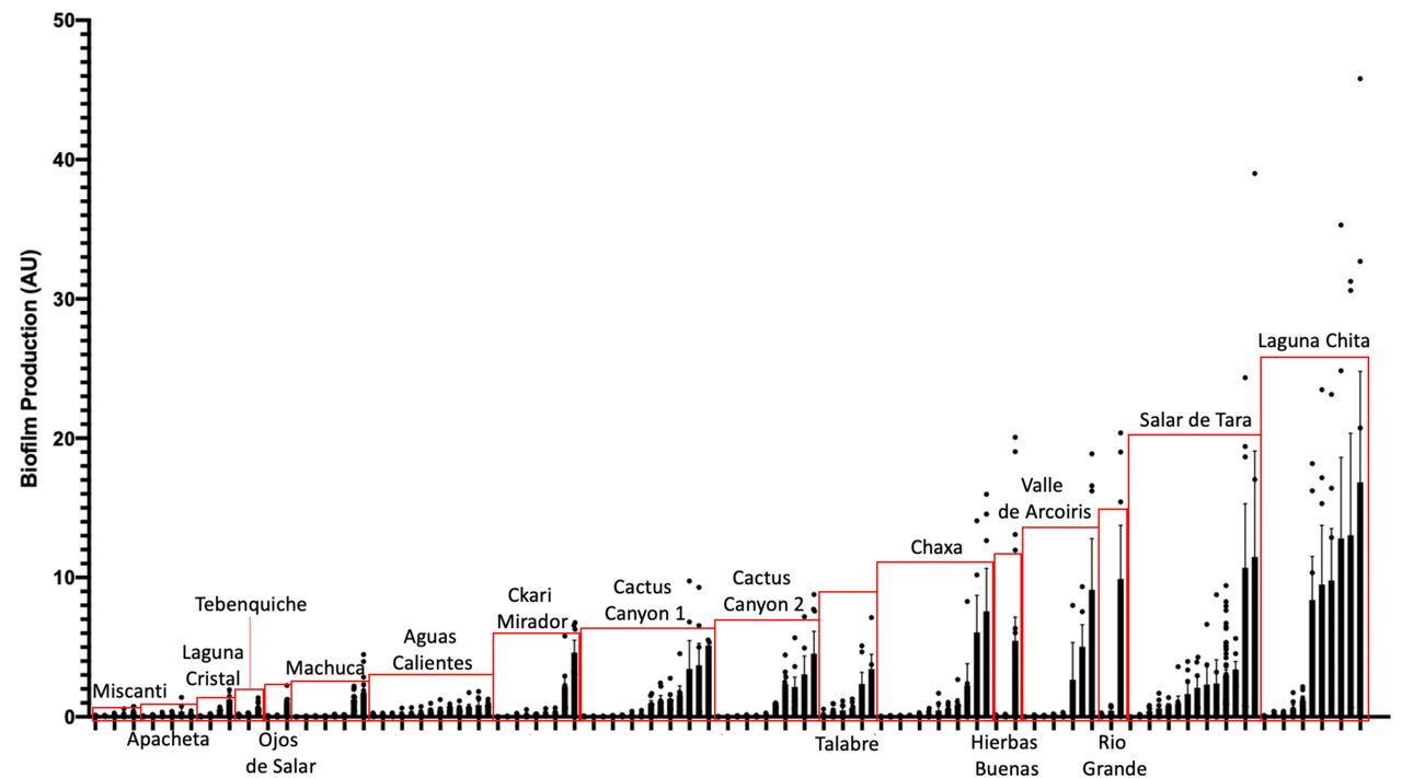 Extremophiles produce biofilm in more extreme environmentsColonies were assayed for biofilm development by inoculating colonies into R2 liquid medium in glass culture tubes. Cultures were grown statically at 25°C and quantified after 5 days of growth using the crystal violet (CV) staining assay (O’Toole 2011). Biofilms were stained with 0.1% CV. Solubilized CV was then quantified using a spectrophotometer at OD595. OD595 was standardized by cell count (OD600) to quantify the amount of biofilm produced per cell (AU). Bars represent the average of two or more independent experiments for each individual isolate, dots represent biological replicates (n>6), and error bars represent standard deviation. Red boxes highlight isolates from the same location.