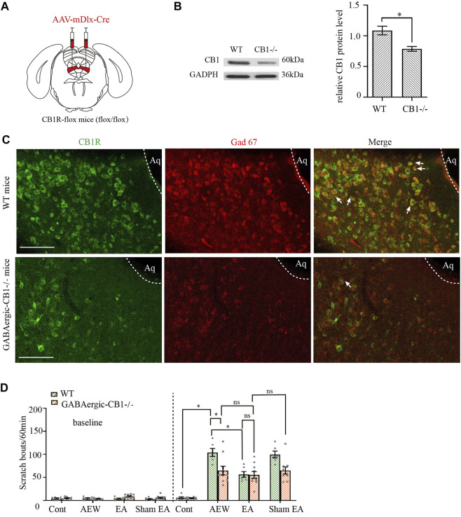 Comparison of the effects of EA on itch in control mice and GABAergic -CB1−/− mice. (A) Schematic showing viral targeting of AAV2/9-mDlx-Cre transgenes bilaterally injected into the vlPAG. (B) Representative gel image (left) and quantification (right) of the protein level of CB1 receptors in wild-type mice and GABAergic -CB1−/− mice. (C) Double staining of CB1 receptors (CB1R, green) and GAD67 mRNA (Gad 67, red) of the vlPAG in wild-type mice and GABAergic-CB1−/− mice. (D) The comparison of scratch bouts in wild-type mice and GABAergic-CB1−/− mice. Scale bars: 100 μm. Data are expressed as means ± SEM (n = 10 mice in GABAergic-CB1−/− mice, n = 6 mice in wild type mice). *p < 0.05.