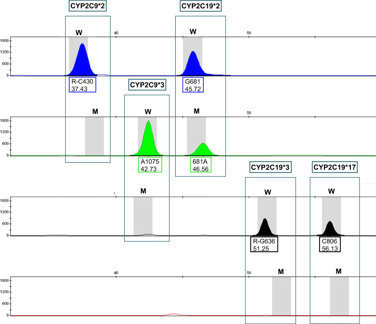 Electropherogram of SNaPshot products of a multiplex reaction. The horizontal scale shows fragment length in nucleotides (nt). The vertical scale shows signal intensities in relative fluorescence units (RFU). Results are shown in four color channels. The five boxes contain the five polymorphic DNA sites investigated with the two possible characteristics (gray bars; W = wild type, M = mutation). Signals indicate the detected alleles. The upper number in the labeling box of each signal corresponds to the position in the gene, with the letter before the number representing the base of the wild type and the letter after the number the base of the mutation. The lower number corresponds to the measured fragment length in nucleotides
