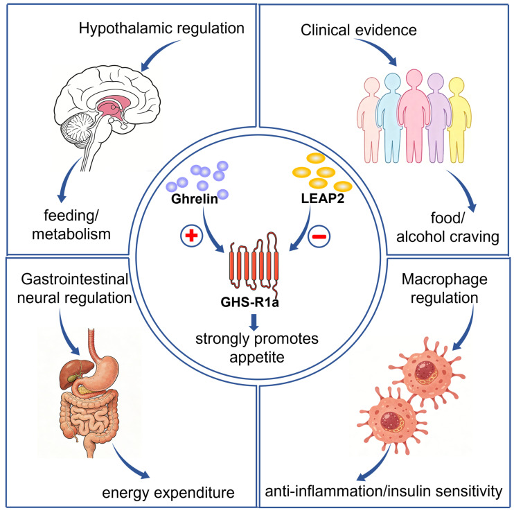 The regulatory role of GHS-R1a in appetite activation and energy homeostasis. GHS-R1a regulates feeding and metabolism via ghrelin-dependent activation and its constitutive activity in both central and peripheral tissues. It controls appetite through hypothalamic circuits and modulates energy expenditure, inflammation and insulin sensitivity in the gastrointestinal tract and macrophages. As an endogenous antagonist of GHS-R1a, LEAP2 inhibits receptor function, counteracts ghrelin-induced orexigenic and hyperglycemic effects, and together with the ghrelin–GHS–R1a axis, it maintains whole-body energy balance.