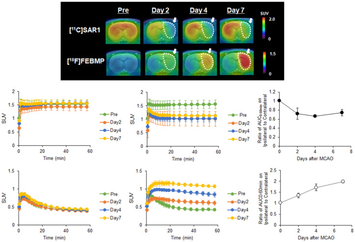 PET imaging for MAGL and TSPO in the brain of MCAO rats. A: Representative 0-60 minute summed PET images of [11C]SAR127303 (upper) and [18F]FEBMP (lower) in the brain pre-occlusion and days 2, 4, and 7 after MCAO surgery. The pseudo color bar represents the level of radioactive accumulation (SUV) in the brain. B-E: TACs of [11C]SAR127303 (B, C) and [18F]FEBMP (D, E) in the contralateral (B, D) and ipsilateral (C, E) cerebral hemisphere (n = 3 for each group). F and G: The ratio of AUC0-60 min in the ipsilateral to contralateral cerebral hemisphere.