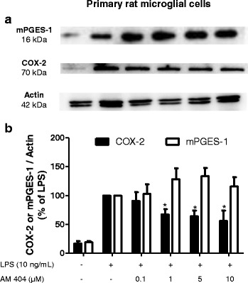 Effects of AM404 on LPS-induced protein levels of COX-2 or mPGES-1 in primary rat microglia cells. a Western blot analysis of protein levels of COX-2 or mPGES-1 in LPS-stimulated rat microglia. b Quantitative densitometric analysis of COX-2 or mPGES-1 protein levels normalized to β-actin loading control (n = 6). *p < 0.01 with respect to LPS (one-way ANOVA followed by the Newman-Keuls post-test)