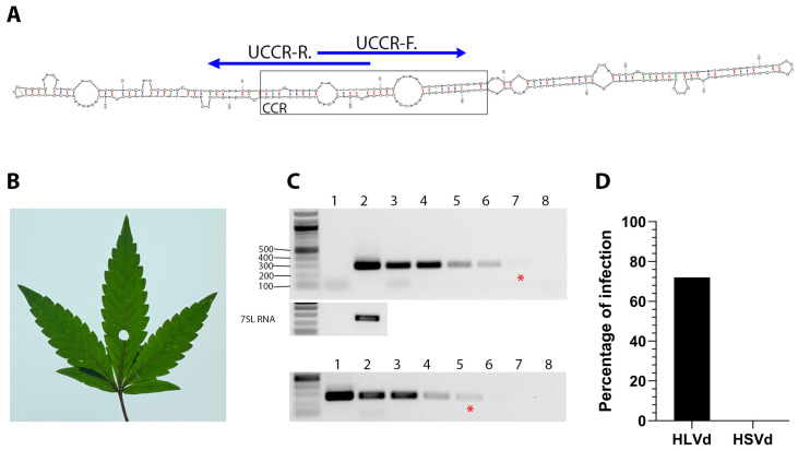 Diagnostic detection of HLVd in infected hemp plants. (A) The central conserved region (CCR) is the most conserved secondary structure among viroid species. Specific detection primers were developed based on the HLVd upper strand of the CCR (UCCR) and yield 256 bp amplicons. (B) Leaf from HLVd-infected hemp used for total RNA extraction. (C) Ten-fold serial dilutions of RNA extract from HLVd-infected leaves (lanes 2–8, upper panel) and plasmid cDNA copy of HLVd (lanes 1–7, lower panel) were used in RT-PCR and PCR reactions, respectively. The red (*) indicates the lane with the minimal dilution that could be visually detected. Nuclease-free water was used for mock (lane 1 of RNA gel, and lane 8 of DNA gel) treatment. A 1 kb ladder is on the left of each gel and the sizes of several ladder bands are also indicated on the left of the top gel. RT-PCR amplification of the 7SL RNA shown below target band as internal control. (D) Survey of HLVd and hop stunt viroid (HSVd) in 111 hemp samples obtained from a hemp nursery.