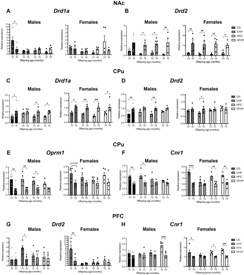 Expression of markers of dopamine, μ-opioid, and endocannabinoids in the brains of 10- vs. 16-month-old offspring. (A,B) Relative mRNA levels of Drd1a (A,C), Drd2 (B,D,G), Oprm1 (E), and Cnr1 (F,H) in the nucleus accumbens (NAc, A,B), caudate–putamen (CPu, C–F), and prefrontal cortex (PFC, G,H) of 10- and 16-month-old male and female offspring groups. The mRNA levels are expressed relative to levels in 16-month-old animals in each diet group. Here, n = 4–5 for all groups; * p < 0.05, ** p < 0.01, *** p < 0.001, **** p < 0.0001, for two-way ANOVA with Sidak’s post hoc.