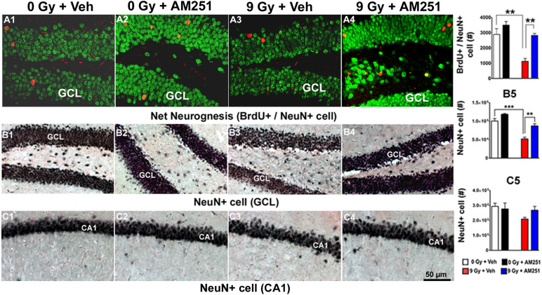 AM251 protects hippocampal neurogenesis and preserves the number of mature neuron (NeuN +) in the irradiated hippocampus of mice: Neurogenesis: Representative confocal images showing BrdU + cells (red staining) with NeuN (green staining) coexpression (A1–A4). At 19 weeks postirradiation, significant radiation-induced reductions in the number BrdU + /NeuN + neurons were observed, an effect that was ameliorated by long-term AM251 treatments (A5). Stereology: Brightfield images show the distribution of NeuN + neurons (black staining) in the GCL (B1–B4) and CA1 (C1–C4) subfields of the hippocampus among treatment groups. Quantification at 19 weeks postirradiation demonstrated a significant loss of NeuN + cells in the GCL of irradiated animals, an effect that was ameliorated in mice that received long-term AM251 treatments (B5). The number of NeuN + cells in the CA1 was not found to differ significantly among the various treatment groups (C5). Data are expressed as the mean ± SEM, N = 4. P-values for BrdU + /NeuN derived from two-way ANOVA followed by Bonferroni correction for multiple comparisons. Whereas, t-test was used to analyzed mature neurons in the GCL (B5). **P < 0.001; ***P < 0.001.