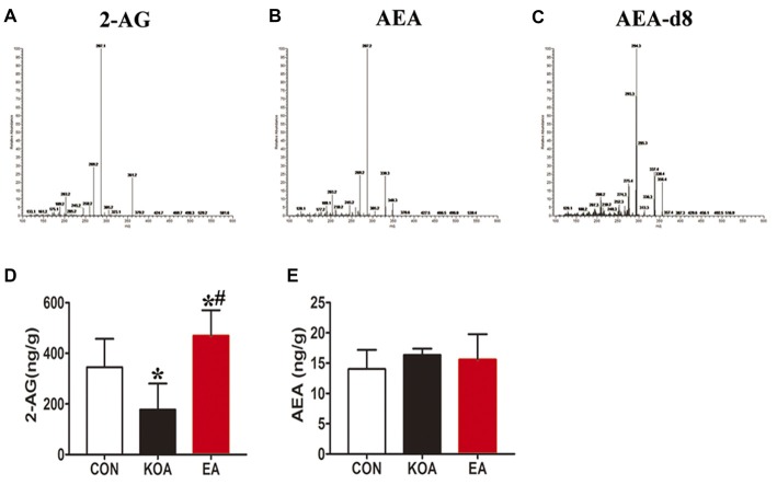 Quantitative analysis of arachidonoylethanolamine (AEA) and 2-arachidonoylglycerol (2-AG) concentrations in the midbrain. (A–C) The parent ion and daughter ion mass spectra for 2-AG, AEA and AEA-d8. (D,E) Summary data show the effect of KOA and EA on the concentration of 2-AG and AEA in the midbrain. Data are expressed as means ± SD (n = 6 mice in each group). *p < 0.05 vs. the control group; #p < 0.05, compared with the KOA group.