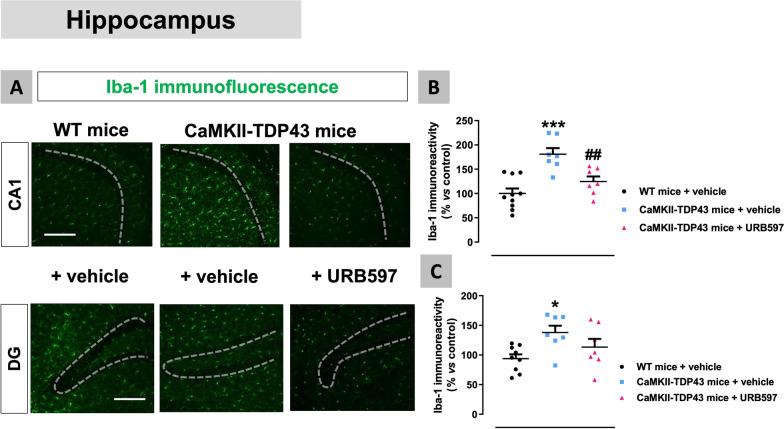 Data of Iba-1 immunofluorescence in the hippocampus (CA1 subfield and dentate gyrus) (panels A–C) of FTD and wildtype male mice at PND90 after a chronic treatment with URB597 or vehicle, including representative microphotographs (panel A) for each genotype and treatment (scale bar = 50 μm) in which dotted lines indicate the position of the granular layer where the neuronal cell bodies are located. Details in the text. Data were expressed as means ± SEM and were analysed by one-way analysis of variance followed by the Bonferroni test (*p < 0.05, ***p < 0.005 versus wildtype mice treated with vehicle; ##p < 0.01 versus FTD mice treated with vehicle)