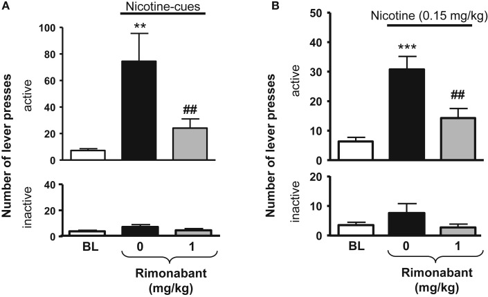 Effects of rimonabant on nicotine-seeking in rats. In (A), effects of rimonabant [0.1 mg/kg, IP 60 min pre-treatment time (PTT)] on the active (top) and the inactive (below) levers responses during cue-induced reinstatement of nicotine-seeking. **p < 0.01 vs. baseline; ##p < 0.01 vs. vehicle pre-treatment. In (B), effects of rimonabant (1 mg/kg, IP 70 min, PTT) on the active (top) and the inactive (below) levers responses during a nicotine-induced (0.15 mg/kg, SC, 10 min) reinstatement of nicotine-seeking. ***p < 0.001 vs. baseline; ##p < 0.001 vs. vehicle pre-treatment. The figure and its caption have been reproduced with permission from Ref. (81).