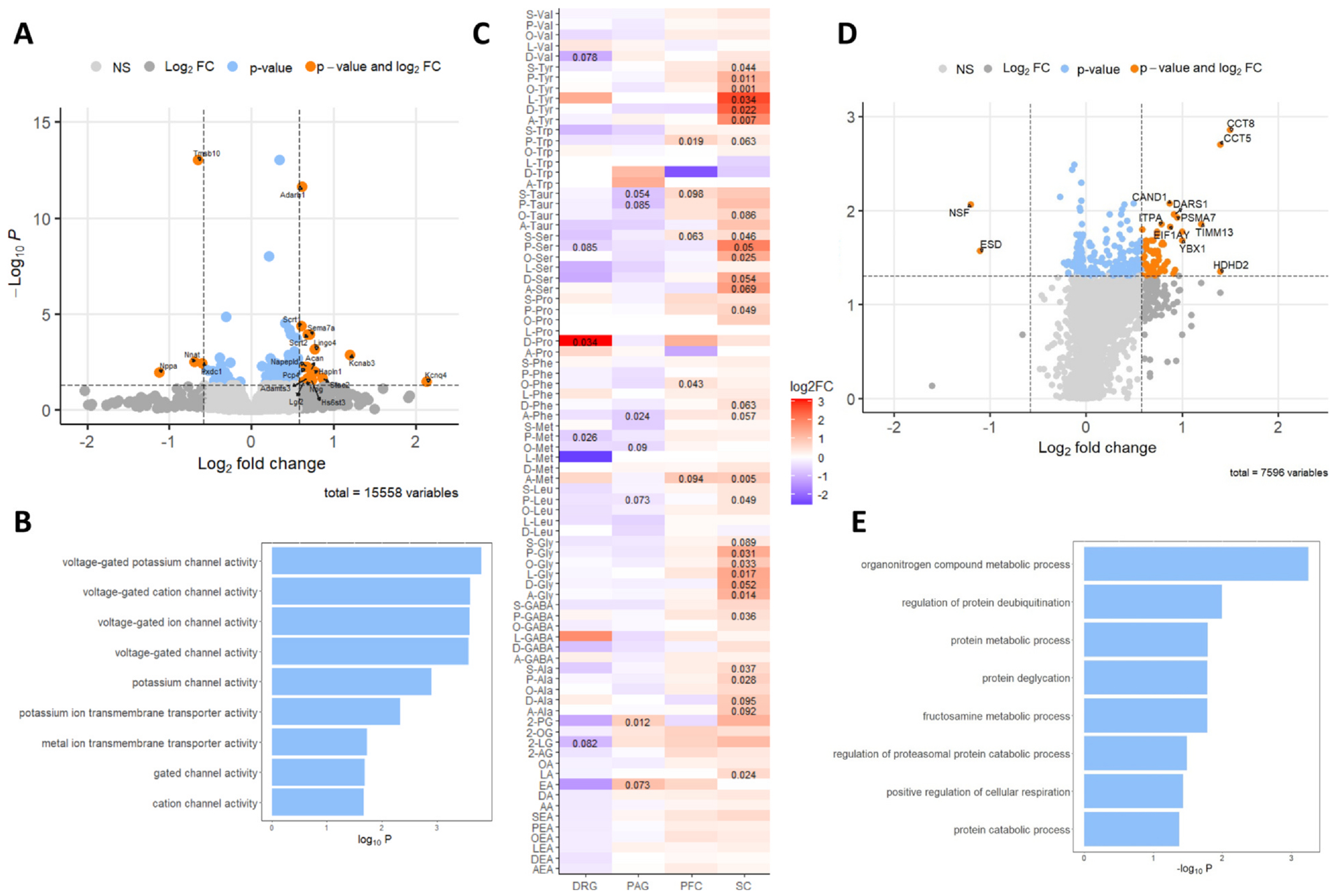 Multi-omic analysis of terminal tissues and plasma following prevention of OIPN with chronic dosing of ART26.12. Volcano plot of RNA-seq analysis of terminal tissue from the periaqueductal grey (PAG), log2FC > .58, P < .05 n = 5/group (A). GO enrichment analysis of the molecular function of all significantly changed genes in the PAG (P < .05) (B). Heatmap of lipidomic analysis in the dorsal root ganglion (DRG), PAG, prefrontal cortex (PFC), and spinal cord (SC). Values expressed as log2FC over vehicle treatment, significant P values shown (P < .1). Lipids clustered by family (C). Volcano plot of plasma proteomes of ART26.12 (25 mg/kg) treated rats, compared to vehicle-treated rats. log2FC > .58, P < .05, n = 5/group (D). Volcano plot of plasma proteomes of ART26.12 (10 mg/kg) treated rats, compared to vehicle-treated rats. log2FC > .58, P < .05 n = 10/group (E). Gene ontology analysis of significantly changed proteins (ART26.12, 25 mg/kg).