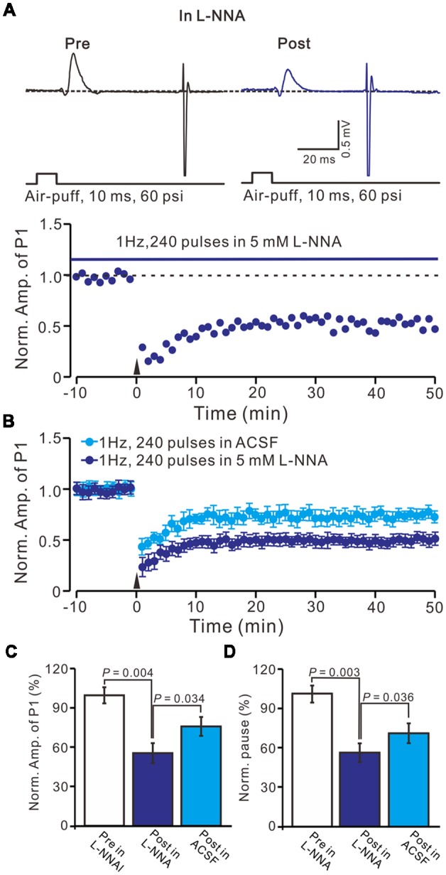 Inhibition of nitric oxide synthase (NOS), facial stimulation induced MLI-PC LTD in EtOH consumption mice. (A) In the presence of the NOS inhibitor, representative traces showing air-puff stimulation (10 ms, 60 psi) evoked responses in a cerebellar PC from an EtOH consumption mouse before (Pre) and after (Post) delivering 1 Hz (240 pulses) stimulation. (B) Summary of the normalized P1 amplitude after delivery of 1 Hz facial stimulation (arrow head) in treatment with ACSF (blue) and the NOS inhibitor (purple; n = 7 mice). (C) Bar graph (n = 7 mice) showing the normalized amplitude of P1 before (Pre) and after (Post) delivery of 1 Hz stimulation. (D) Summary of data (n = 7 mice) showing the normalized pause of a simple spike firing before (Pre) and after (Post) delivery of 1 Hz stimulation. Note that at the inhibition of NOS, facial stimulation induced MLI-PC LTD, in EtOH consumption mice.