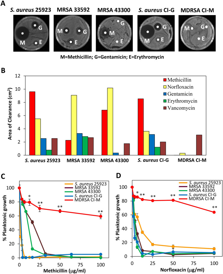 Sensitivity of different S. aureus strains to antibiotics. (A) Disc diffusion assay using circled Whatman paper containing 50 μg of the indicated antibiotics. M Methicillin, G Gentamicin, E Erythromycin. (B) A summary of the disc diffusion assay. (C,D) The susceptibility of planktonic growing bacteria to increasing doses of methicillin (C) or norfloxacin (D). The OD595nm of the samples was measured after a 24 h incubation. *p < 0.05; ** p < 0.001.