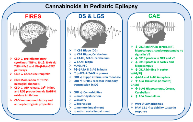Cannabinoid system alterations in and effects on pediatric epilepsy syndromes. This schematic illustrates the pathophysiological changes in the endocannabinoid system (ECS) and the modulatory actions of cannabidiol (CBD) and other cannabinoids across three major pediatric epilepsy syndromes: febrile infection-related epilepsy syndrome (FIRES), Dravet syndrome (DS), and Lennox–Gastaut syndrome (LGS), and childhood absence epilepsy (CAE). FIRES (left panel): CBD reduces the release of proinflammatory cytokines (e.g., TNF-α, IL-1β, IL-6) via TLR4–NFκB and IFN-β–JAK–STAT signaling pathways, inhibits adenosine reuptake, modulates TRPV1 channels on microglia, and suppresses ATP release, Ca2+ influx, and reactive oxygen species (ROS) production through NADPH oxidase inhibition. These mechanisms underlie CBD’s anti-inflammatory, immunomodulatory, and antiepileptogenic properties. DS and LGS (center panel): Observed alterations include the upregulation of CB2 receptors in the hippocampus and CB1 receptors in the hippocampus and cerebellum, along with a decreased expression of FAAH and MAGL enzymes in various brain regions. CBD reduces hippocampal interneuron rheobase and enhances inhibitory transmission via GPR55 receptors in the dentate gyrus. Clinically, CBD ameliorates associated comorbidities, such as motor dysfunction, anxiety, depression, memory impairment, and autism-related social deficits. CAE (right panel): There is a significant downregulation of CB1R mRNA and protein in the cortex, hippocampus, and thalamic regions (nucleus reticularis thalami [NRT] and ventrobasal complex [VB]). In Wistar Albino Glaxo/Rijswijk (WAG/Rij) rats and Genetic Absence Epilepsy Rats from Strasbourg (GAERS), two well-established rodent models of CAE, region-specific alterations in endocannabinoid levels have been reported. These include increased anandamide (AEA) concentrations in the thalamus and cerebellum, and elevated levels of 2-arachidonoylglycerol (2-AG) in the hippocampus, cortex, and cerebellum. While the synthetic CB1 receptor agonist WIN 55,212-2 has shown no significant effects on associated neuropsychiatric comorbidities, positive allosteric modulators (PAMs) of CB1 receptors have been demonstrated to enhance sociability and reduce exaggerated startle responses (see main text for references). The symbol ↓ indicates a decrease in expression, concentration, or function; ↑ indicates an increase in expression, concentration, or function; ↔ denotes no significant change or an unclear direction; and Ø represents the absence or lack of effect.