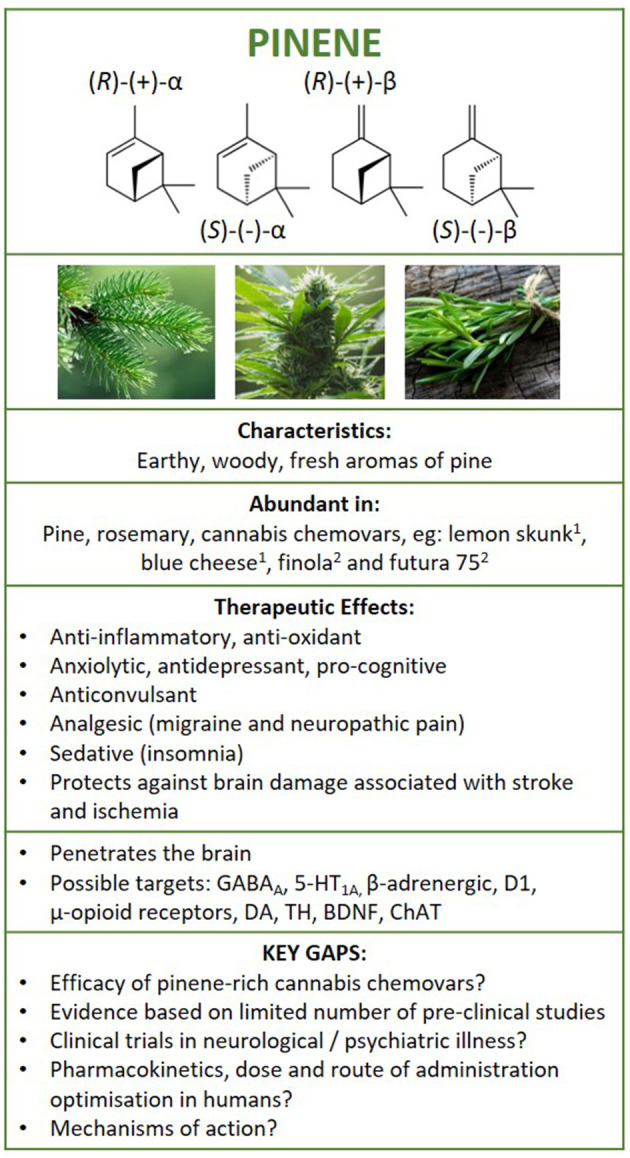 Structure of pinene isomers and enantiomers. Summary of findings following literature search on the therapeutic effects of pinene in neurological and psychiatric illness, and brain health. 1Booth et al. (25) and 2Pavlovic et al., (26). GABAA, γ-aminobutyric acid A receptor; 5HT1A, serotonin 5-HT1A receptor; D1, dopamine D1 receptor; DA, dopamine; BDNF, brain-derived neurotrophic factor; TH, tyrosine hydroxylase; ChAT, choline acetyltransferase.