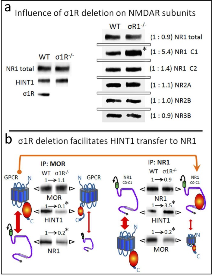 Influence of targeted deletion of the σ1R gene on HINT1-dependent MOR binding to NR1 subunitsa. The influence of σ1R deletion on NMDAR subunits. The presence of NR1 subunits, HINT1 and σ1R in the synaptosomes of cerebral cortex obtained from wild-type and σ1R−/− mice. The mice were euthanized, and the synaptosomes were obtained from the cerebral cortex and processed to obtain the membrane (P2 fraction: see the Methods section). Equal loading was verified and, where necessary, the data from direct detection assays were adjusted using the actin signals. The assay was repeated three times; mean ratios are shown in brackets. An arbitrary value of 1 was assigned to the wild-type group (WT). *Significantly different, paired t test (DF = 2), p < 0.05. b. Deletion of σ1R favors HINT1 transfer from MORs towards NMDAR NR1 subunits. The MORs or NMDAR NR1 subunits were subjected to immunoprecipitation (IP), and the co-immunoprecipitated proteins were assessed in WB. The presence of MORs and NR1 subunits was related to the IgG signals. MOR and total NR1 subunits did not differ between WT and σ1R−/− mice, and these signals were used as the loading controls for the co-immunoprecipitated proteins. The width of the vertical red arrows indicates the association of MORs with NMDAR NR1 subunits. The experiments were repeated three times using membranes from different groups of mice. Antibody binding was visualized through chemiluminescence (ChemiImager IS-5500 system) and measured (Quantity One Software, Bio-Rad; average optical density of the pixels within the object area/mm2). For IP of the MOR or NR1: *significantly different from the immuno-signals of the WT group assigned an arbitrary value of 1; ANOVA (total DF = 17), all pairwise Holm-Sidak multiple comparison test, p < 0.05.