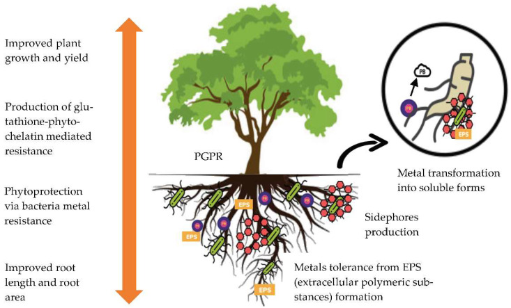 The mechanism of plant-microbe association that supports metals phytoremediation.