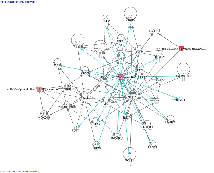 miRNA:mRNA gene network associated to LPS-stimulated microglial cells, identified by Ingenuity Pathway Analysis (IPA)—Network LPS_miR-155-5p.Network analysis of the genes whose expression was affected by LPS was performed using the Ingenuity software. Each network displays the genes/gene products as nodes (different shapes representing the functional classes of gene products) and the biological relationships between the nodes as lines. Full lines represent direct interactions and broken lines, indirect interactions. Lines in gray represent interactions shown in the literature. Lines in turquoise represent the interactions provided by our mRNA/miRNA sequencing data. The color intensity of the mature miRNA node indicates the degree of upregulation (red) of the respective miRNA.