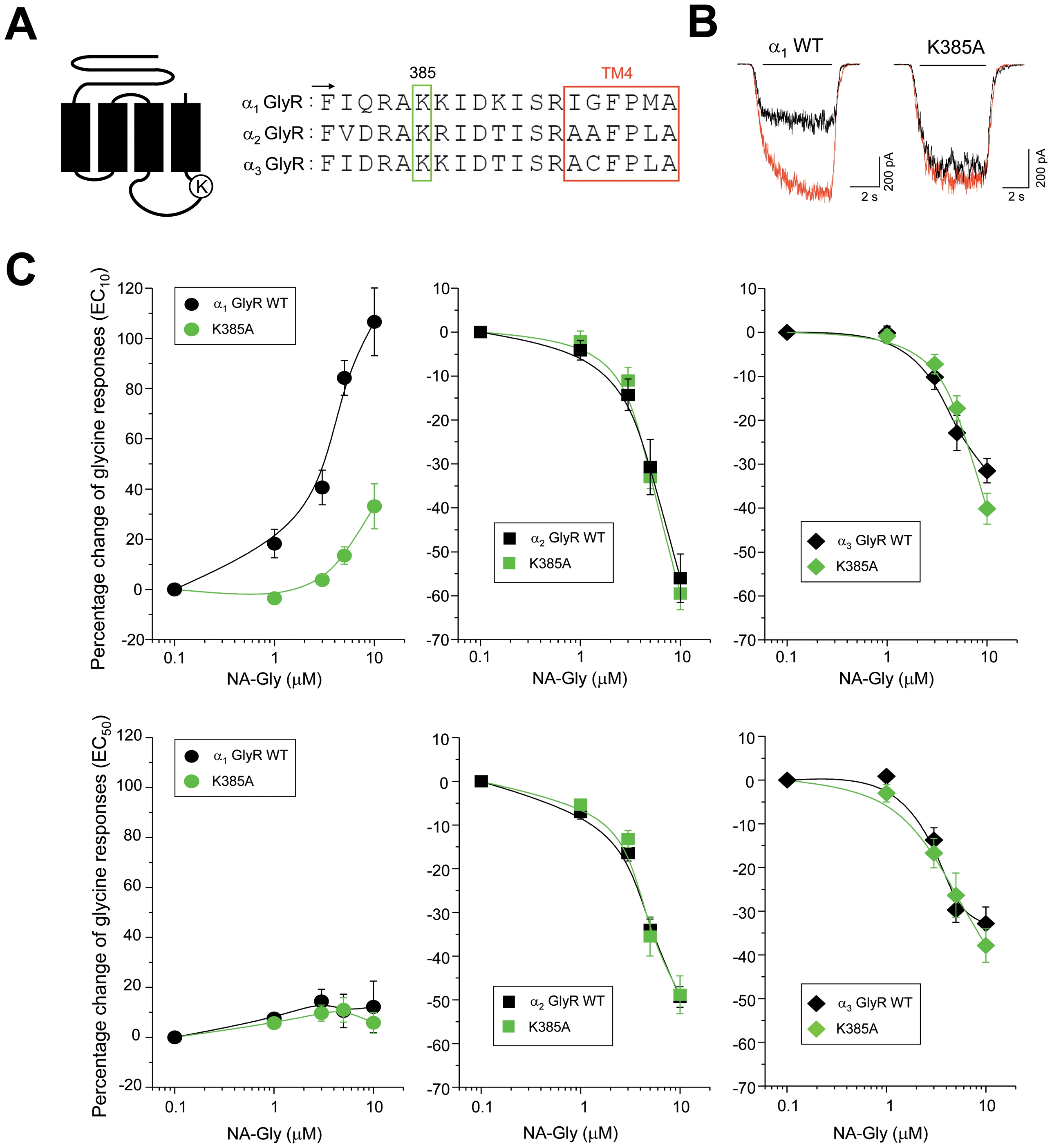 The positive allosteric modulation elicited by NA-Gly is influenced by a conserved lysine residue within the α1 GlyR large intracellular loop.(A) The schematic receptor representation and the primary sequence alignment describe the position of the conserved intracellular K385 residue within the GlyR structure (B) Glycine-activated current traces from wild-type or K385A-mutated α1 GlyRs before (black) and during the application of NA-Gly (5 µM, red) (C) Concentration-response curves for NA-Gly obtained from wild-type and K385-mutated GlyRs. The intracellular mutation significantly attenuated the NA-Gly-induced potentiation of α1 GlyRs.