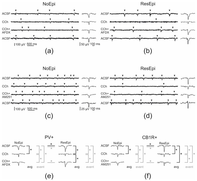 Pharmacological modifications of SPAs generated in the human non-epileptic and epileptic neocortex. Arrowheads point on SPA events on (a–d). In NoEpi slices carbachol (CCh) had no effect on the recurrence frequency of SPA, though it reduced the amplitude of the LFPg compared to the baseline (ACSF, (a,c)). In ResEpi tissue, CCh induced a considerably stronger effect on SPA. It reduced the recurrence frequency and the LFPg amplitude to lower levels in ResEpi than in NoEpi cases (b,d). Applying AF-DX 116—the M2 mAChR antagonist—together with CCh had no effect on the frequency of events in the NoEpi cases. However, it partially restored the LFPg amplitude (a). In ResEpi slices, AF-DX recovered the frequency of the events and significantly increased the amplitude of the LFPg compared to that of CCh (b). In NoEpi cases, the frequency of the events was comparable with the baseline when applying AM251—the CB1R antagonist—together with CCh. LFPg amplitude was higher during co-application than during CCh alone, but still lower than in physiological solution (c). In ResEpi slices, both the frequency of the events and the LFPg amplitude showed a small recovery when we applied CCh and AM251 together (d). The effect of all three pharmacological agents could be washed out, the frequency and LFPg amplitudes returned to the levels of the baseline (lowest sweeps, ACSF). (e,f) show the significant differences (labeled with asterisk) we found in the LFPg amplitude during the application of AF-DX 116 (e) and AM251 (f). We compared the averaged LFPg amplitudes (avg, black) and the LFPg amplitudes of all individual SPA events (event, grey) with one-way repeated measures ANOVA. Black lines represent significant differences in the averaged LFPg amplitudes, grey colours depict significant differences when analysing the LFPg amplitude of individual SPA events. Differences found between NoEpi and ResEpi cases (Welch’s t-test) are labelled with horizontal lines.
